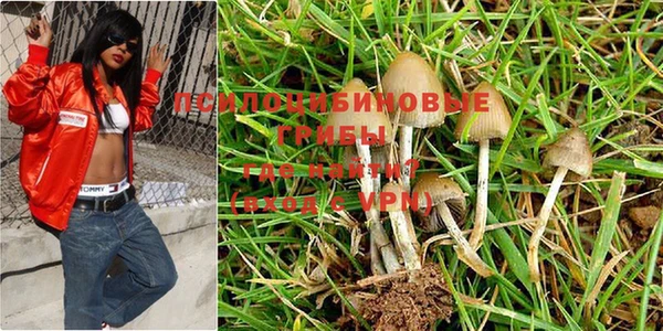 прущие грибы Балахна